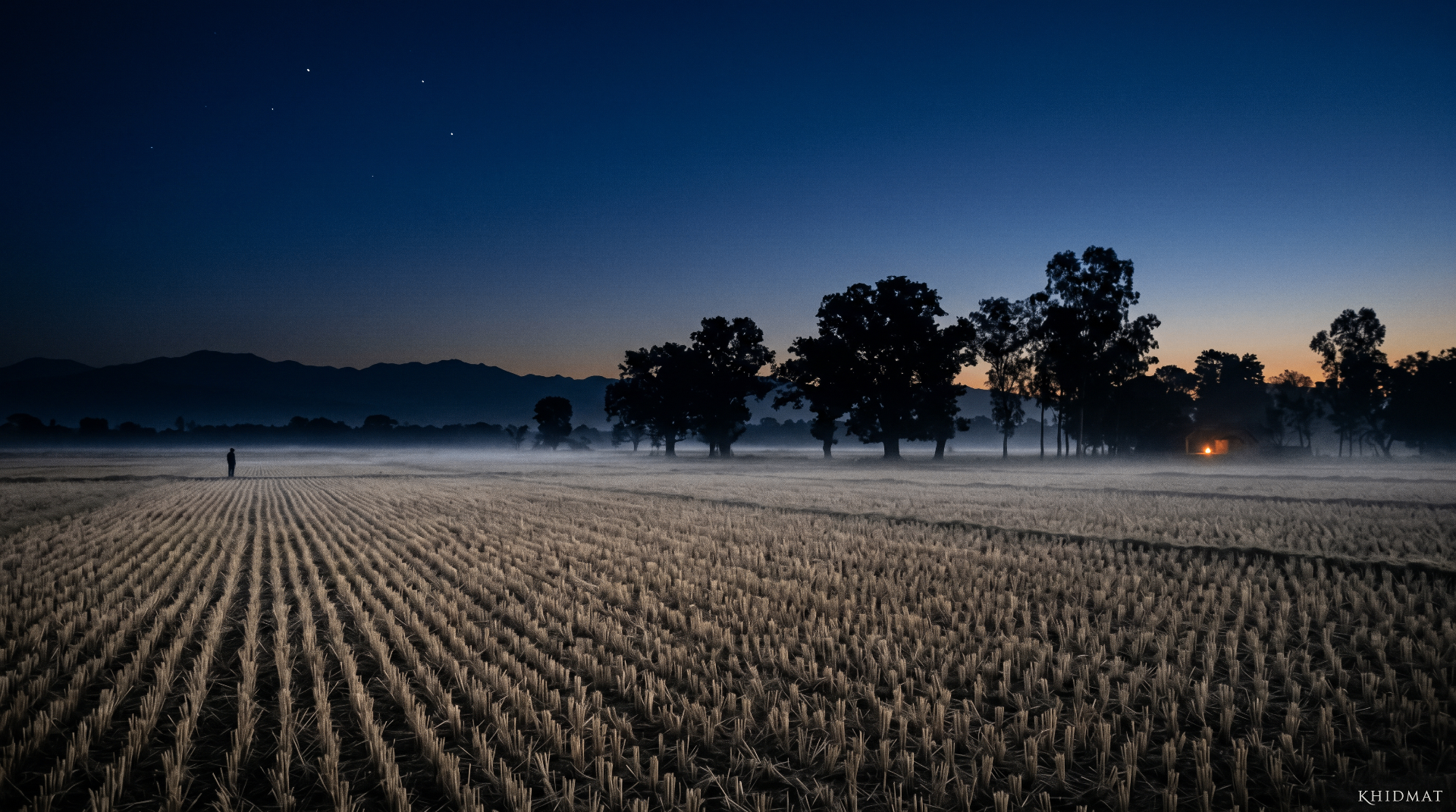Dusk over basmati paddy fields in northern India