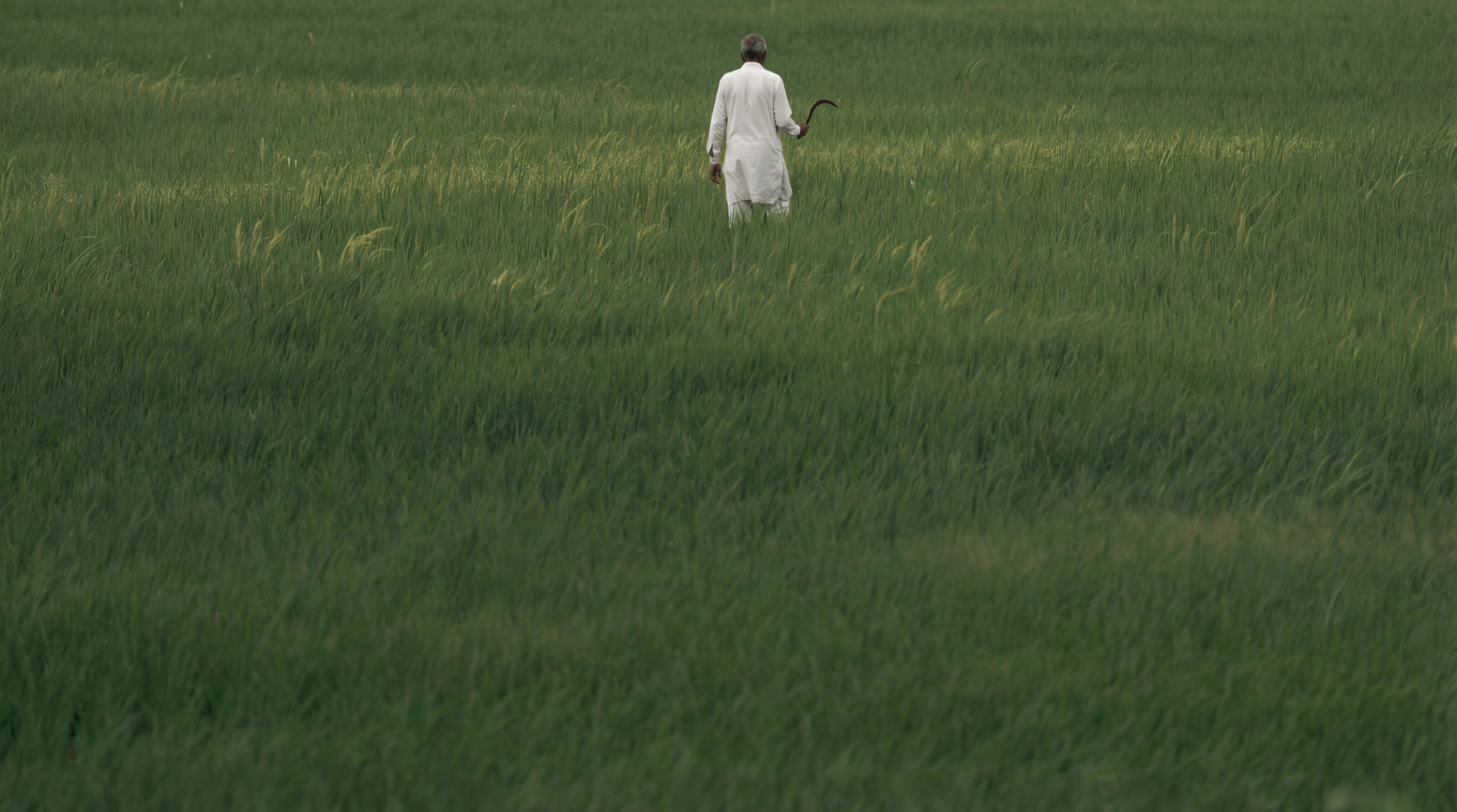 Indian paddy farmer walking through a basmati field at harvest